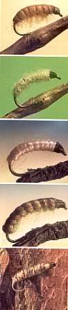 Polish nymphs
